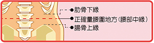 量腰圍示意圖